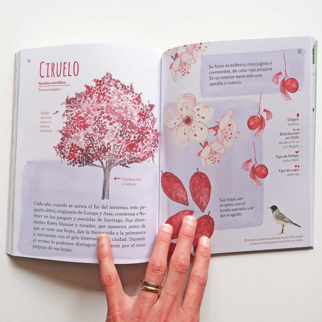 Libro "Exploradores Urbanos" - Guía para reconocer aves, árboles e invertebrados en Santiago
