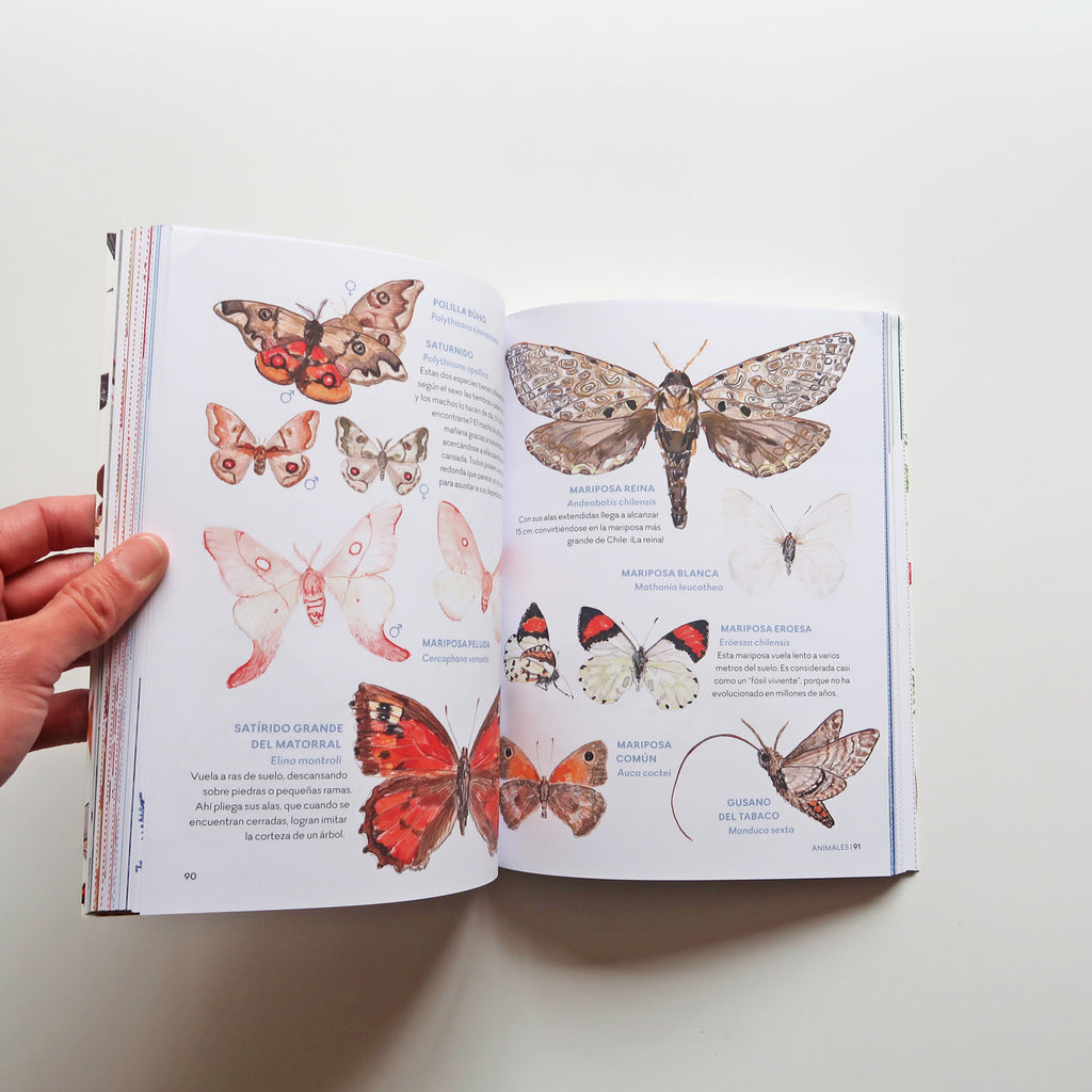 Libro "Exploradores del Bosque" - Preguntas y respuestas de nuestros bosque chilenos